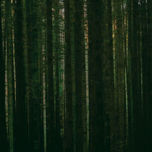 The Paper Kites - Evergreen (RSD 2024, Green LP Vinyl)
