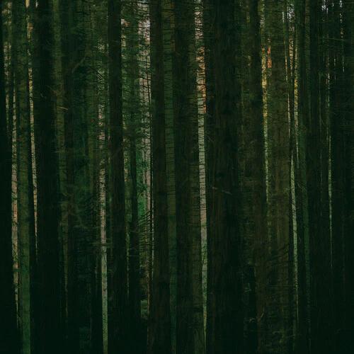 The Paper Kites - Evergreen (RSD 2024, Green LP Vinyl)