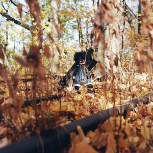 Billy Woods - Golliwog (2LP Vinyl)