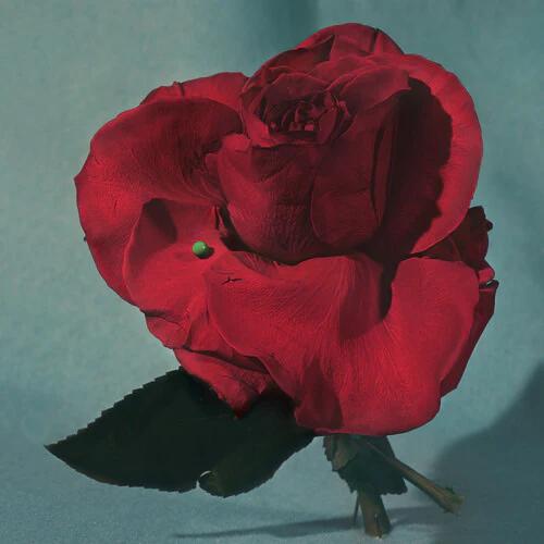 METZ - Up on Gravity Hill (Clear w/ Red LP Vinyl)